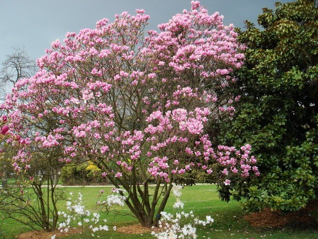 Magnolia x soulangeana